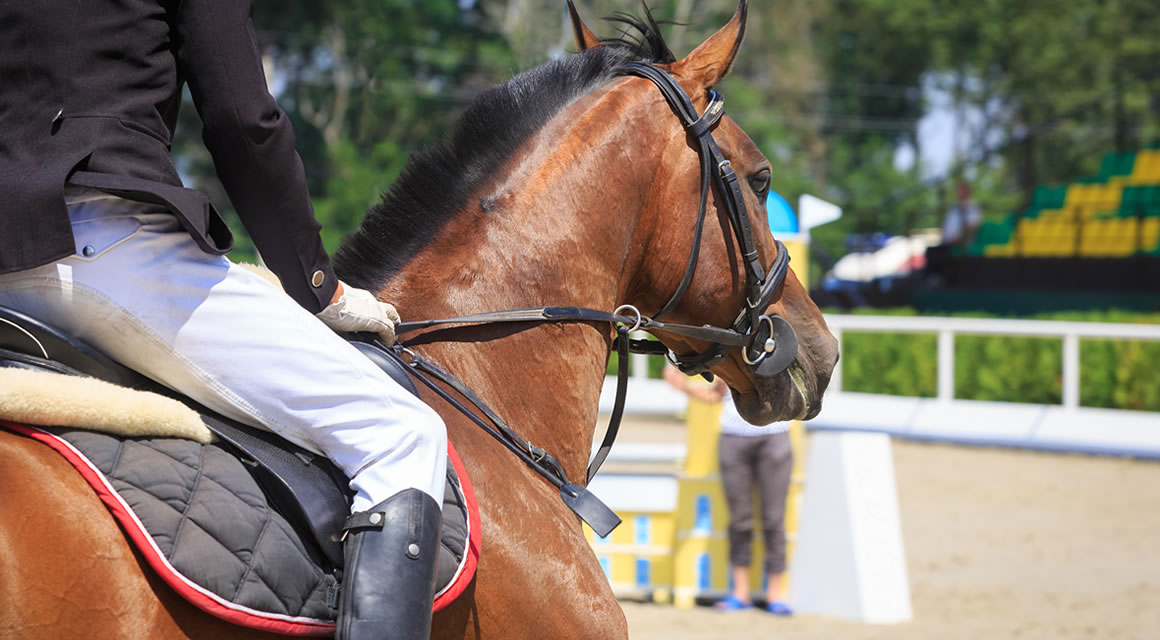 Equine riding schools